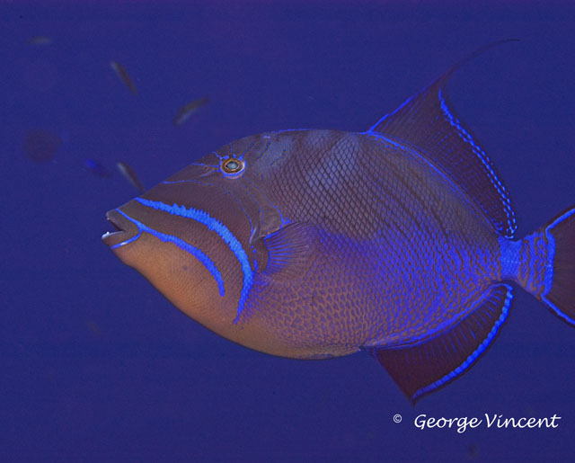Lousy photo of a beautiful Queen Triggerfish