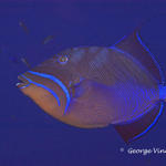 Lousy photo of a beautiful Queen Triggerfish