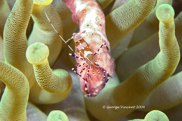 Spotted Cleaner Shrimp