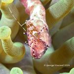 Spotted Cleaner Shrimp