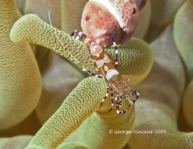 Spotted Cleaner Shrimp