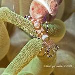 Spotted Cleaner Shrimp