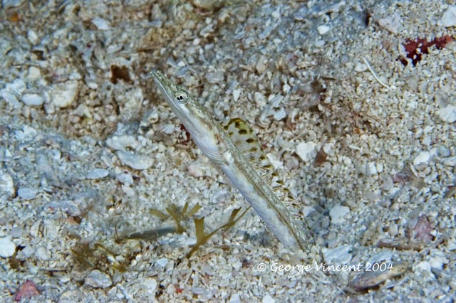 Bluethroat Pikeblenny Female