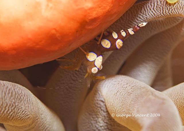 Squat Anemone Shrimp