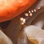 Squat Anemone Shrimp
