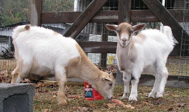 Goats012.JPG