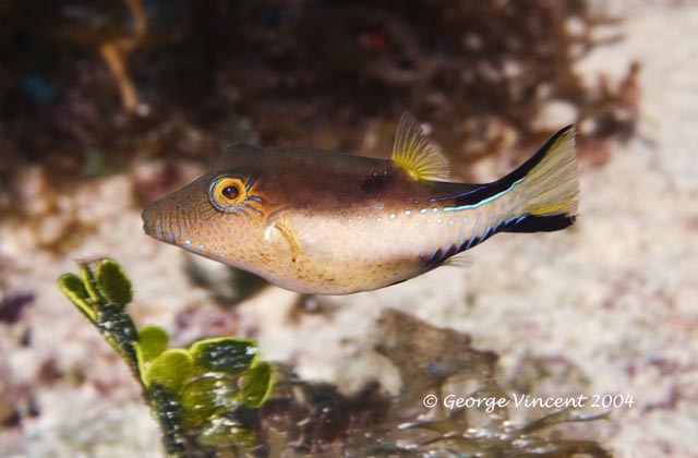 Sharpnose Puffer