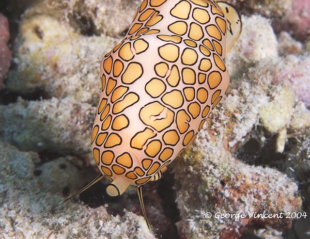 Flamingo Tongue