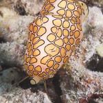 Flamingo Tongue