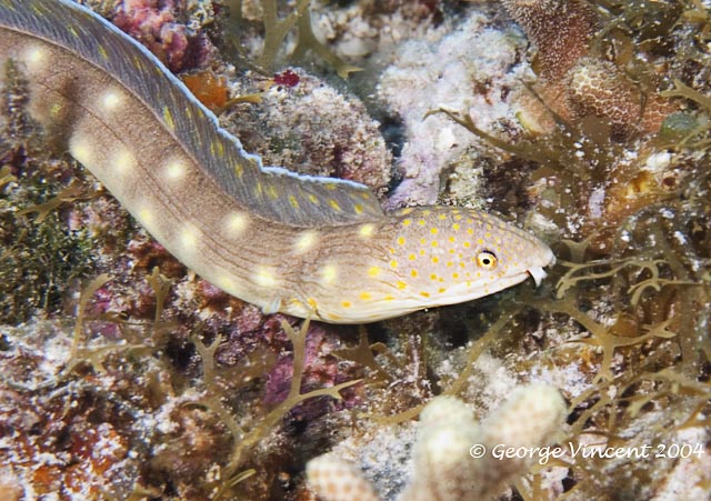 Sharptail Eel