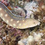 Sharptail Eel