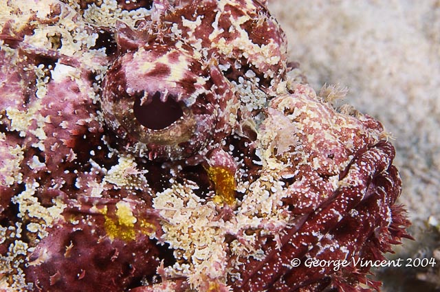 Spotted Scorpionfish