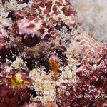 Spotted Scorpionfish