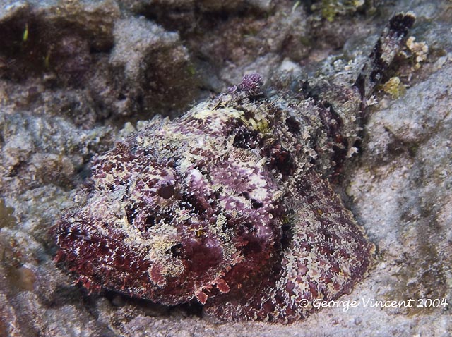 Spotted Scorpionfish