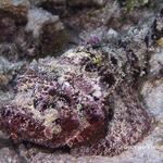 Spotted Scorpionfish