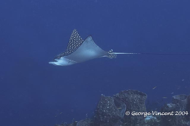 Spotted Eagle Ray