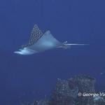 Spotted Eagle Ray