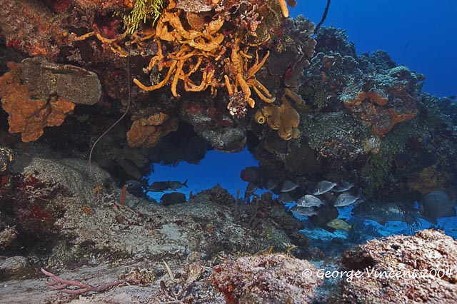 Reefscape with Snapper