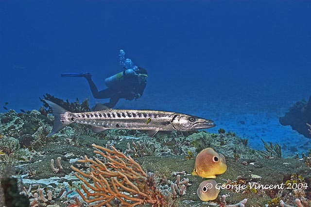 Giant Barracuda and Diver