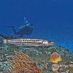 Giant Barracuda and Diver