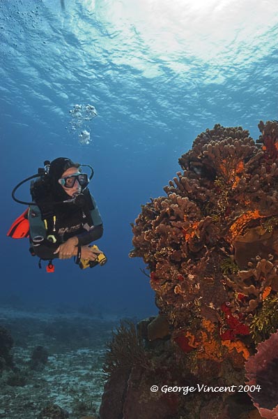 Reefscape with Diver