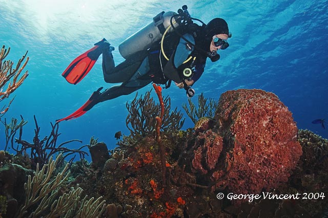 Reefscape with diver