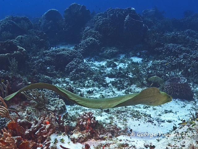 Green Moray - free swimming