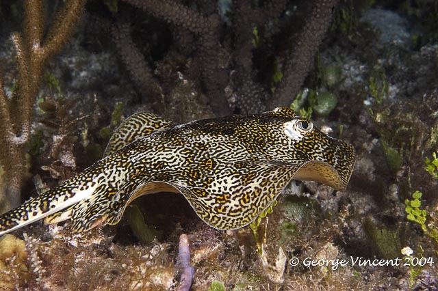 Yellow Stingray