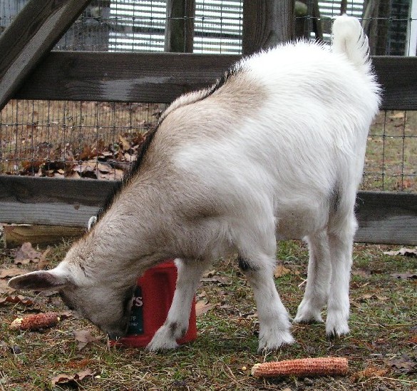 Goats018.JPG