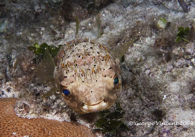 Balloonfish