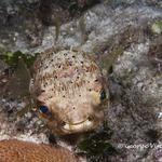 Balloonfish