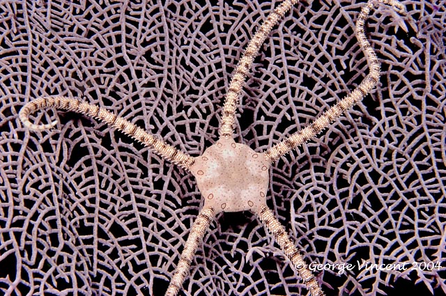 Reticulated Brittle Star