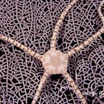 Reticulated Brittle Star