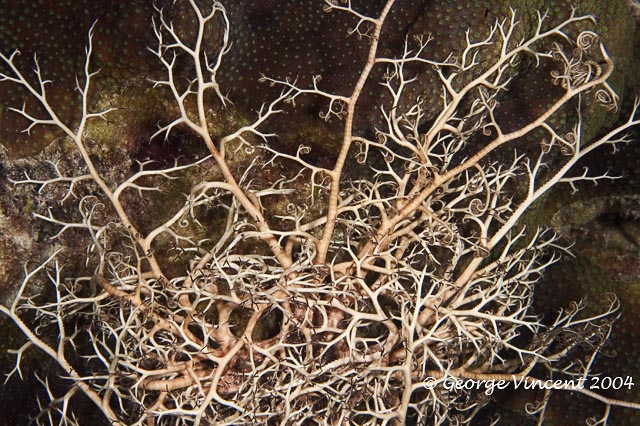 Giant Basket Star
