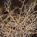 Giant Basket Star
