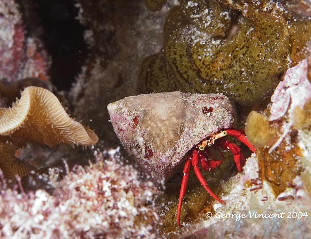 Red Reef Hermit Crab
