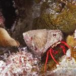 Red Reef Hermit Crab
