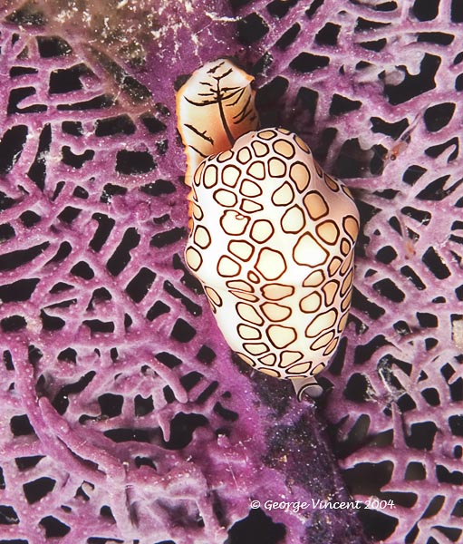 Flamingo Tongue