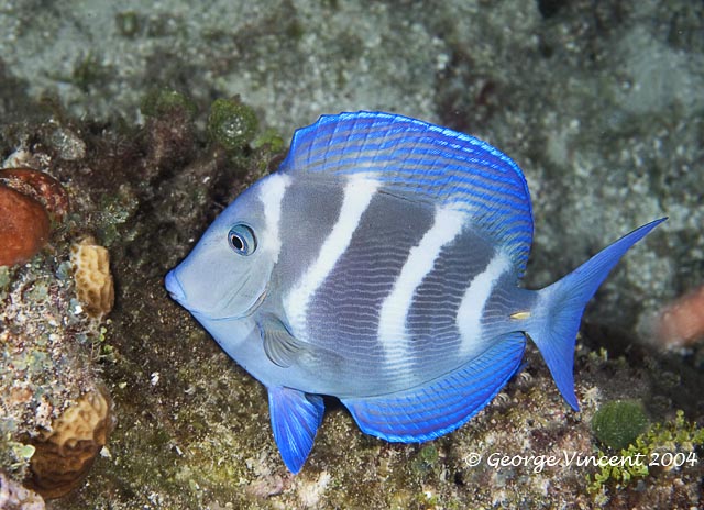 Doctorfish