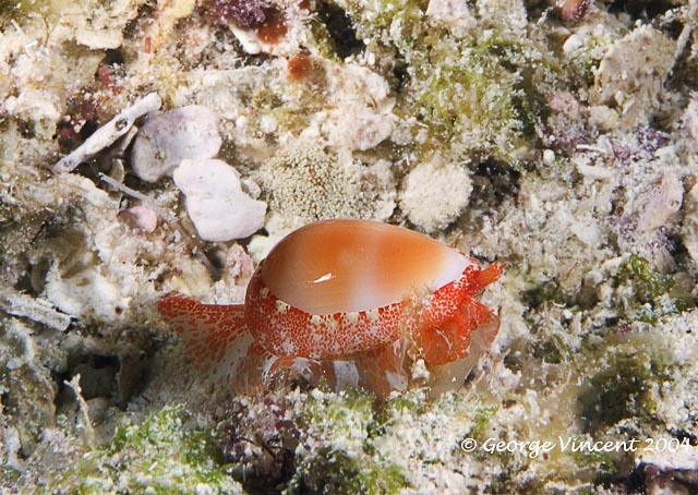 Orange Marginella