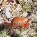 Orange Marginella