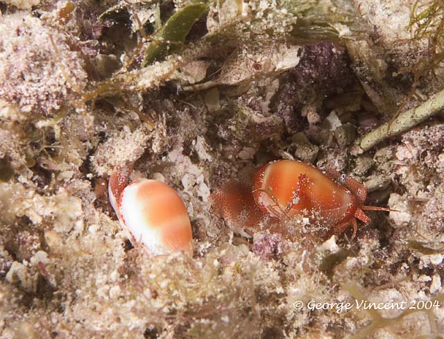 Orange Marginella - Post coitus