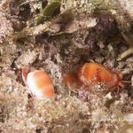 Orange Marginella - Post coitus