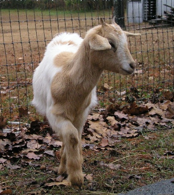 Goats019.JPG