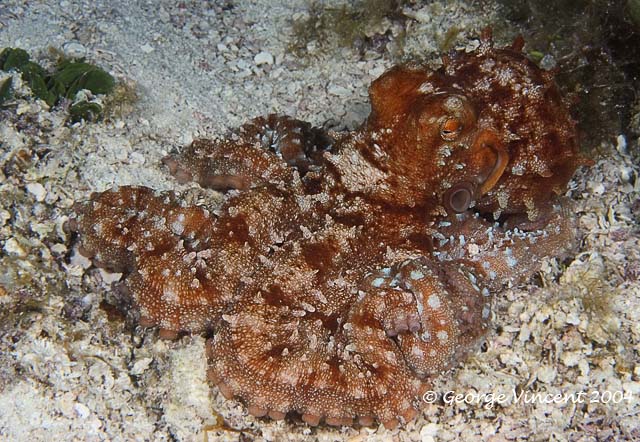 Common Octopus