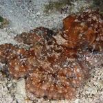 Common Octopus