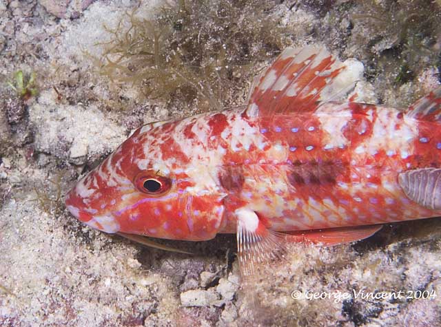 Spotted Goatfish Inactive color phase with Isopod