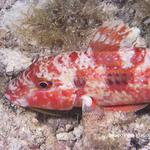 Spotted Goatfish Inactive color phase with Isopod