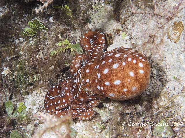 Caribbean Reef Octopus