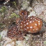 Caribbean Reef Octopus